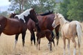 Wild American mustang horses herd with foal Royalty Free Stock Photo