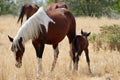 Wild American mustang horses herd with foal Royalty Free Stock Photo