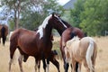Wild American mustang horses Royalty Free Stock Photo