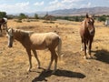 Wild American mustang horses yearlings Royalty Free Stock Photo