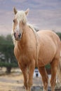 Wild American mustang Palomino cross horse Sierra Nevadas