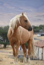 Wild American mustang Palomino cross horse Sierra Nevadas Royalty Free Stock Photo