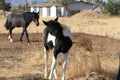 Wild American mustang horses Royalty Free Stock Photo