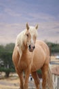 Wild American mustang stallion Palomino cross Royalty Free Stock Photo