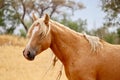 Wild American Palomino Stallion Royalty Free Stock Photo