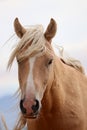 Wild Palomino Stallion American Mustang Wild horse headshot facing Royalty Free Stock Photo