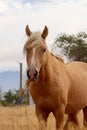 Wild Palomino Stallion American Mustang Wild horse headshot facing