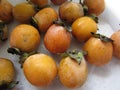 Wild American Persimmon Fruit - Diospyros virginiana