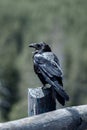 Wild American Raven sitting on a post in Yellowstone National Park, Wyoming.
