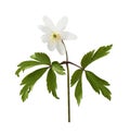 Wild anemome flower and leaves isolated