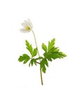 Wild Anemone Royalty Free Stock Photo