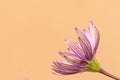 Wild anemone flower against tan background