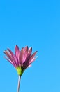 Wild Anemone flower in full bloom, against a blue sky