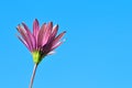 Wild Anemone flower in full bloom, against blue sky