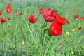 Wild Anemone flowers Royalty Free Stock Photo