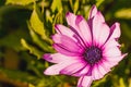 Wild Anemone, in full bloom