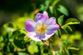 Wild Anemone nemorosa Royalty Free Stock Photo