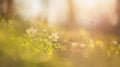 Wild anemone in a sunny forest