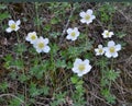 In the wild, Anemone sylvestris blooms in the forest Royalty Free Stock Photo