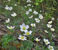 In the wild, Anemone sylvestris blooms in the forest Royalty Free Stock Photo