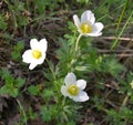 In the wild, Anemone sylvestris blooms in the forest Royalty Free Stock Photo