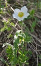 In the wild, Anemone sylvestris blooms in the forest Royalty Free Stock Photo