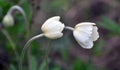 In the wild, Anemone sylvestris blooms in the forest Royalty Free Stock Photo