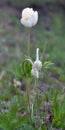 In the wild, Anemone sylvestris blooms in the forest Royalty Free Stock Photo