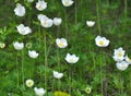 In the wild, Anemone sylvestris blooms in the forest Royalty Free Stock Photo