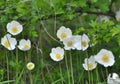 In the wild, Anemone sylvestris blooms in the forest Royalty Free Stock Photo