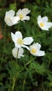 In the wild, Anemone sylvestris blooms in the forest Royalty Free Stock Photo