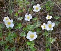In the wild, Anemone sylvestris blooms in the forest Royalty Free Stock Photo