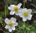 In the wild, Anemone sylvestris blooms in the forest Royalty Free Stock Photo