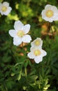 In the wild, Anemone sylvestris blooms in the forest Royalty Free Stock Photo
