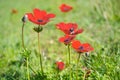 Wild Anemone (windflower) flowers blooming in the Israeli winter