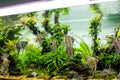 Wild angelfish in Planted Aquarium