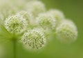 Wild Angelica