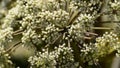 Wild angelica, Angelica sylvestris, medicinal plant