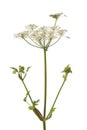 Wild Angelica flower