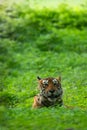 Wild angry male ranthambore tiger angry expression in monsoon green background at ranthambore national park, india