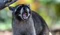 Wild angry raccoon in the jungle of Costa Rica waiting for food