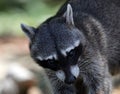 Wild angry raccoon in the jungle of Costa Rica waiting for food Royalty Free Stock Photo