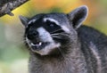 Wild angry raccoon in the jungle of Costa Rica waiting for food Royalty Free Stock Photo