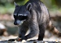 Wild angry raccoon in the jungle of Costa Rica waiting for food Royalty Free Stock Photo