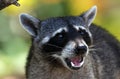 Wild angry raccoon in the jungle of Costa Rica waiting for food Royalty Free Stock Photo