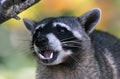 Wild angry raccoon in the jungle of Costa Rica waiting for food Royalty Free Stock Photo