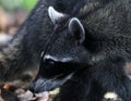 Wild angry raccoon in the jungle of Costa Rica waiting for food Royalty Free Stock Photo