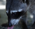Wild angry raccoon in the jungle of Costa Rica waiting for food Royalty Free Stock Photo