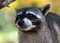 Wild angry raccoon in the jungle of Costa Rica waiting for food Royalty Free Stock Photo