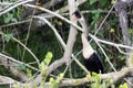 Anhinga eating a fish in Everglades National Park Royalty Free Stock Photo